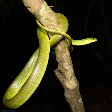 香港眼鏡蛇|眼鏡王蛇/過山烏 — HongKongSnakeID.com